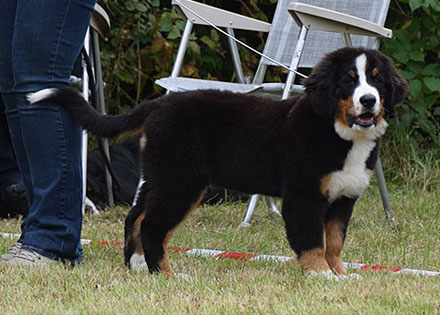 Vera at 3&frac12; Months Old at her Very First Show - Handled by Svetlana Avseeko in Belgium