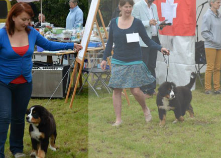 Vera at 3&frac12; Months Old at her Very First Show - Handled by Svetlana Avseeko in Belgium
