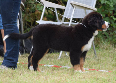 Vera at 3&frac12; Months Old at her Very First Show - Handled by Svetlana Avseeko in Belgium