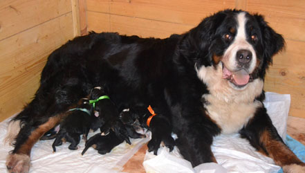 Newborn Vera (Orange Ribbon) with her Mother Bianaca and Litter Mates in Russia