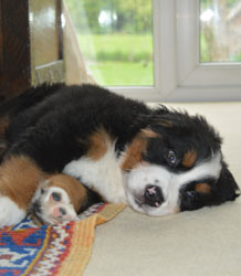 Bentley at Two Months Old