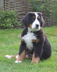 Bentley at Three Months Old