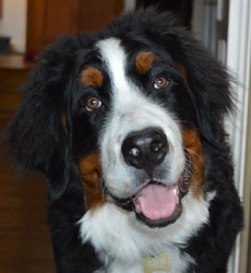Bentley at Seven Months