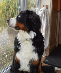 Bentley at Eight Months