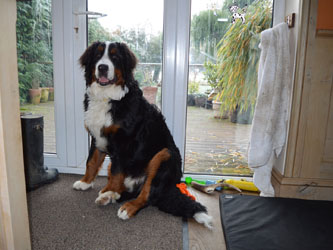 Bentley at Eight Months