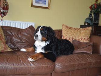 Bentley at Eight Months