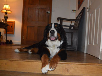 Bentley at Eight Months
