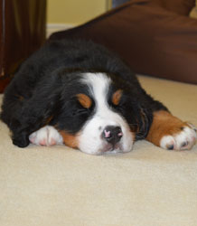 Bentley at Two Months Old