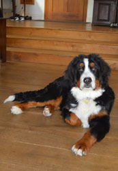 Bentley at Seven Months