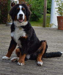Bentley at Six Months