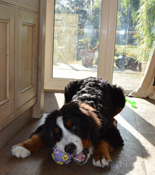 Bentley at Seven Months