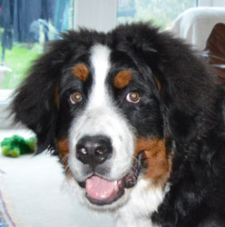 Bentley at Seven Months