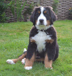 Bentley at Four Months Old