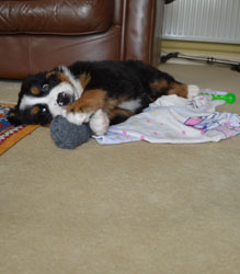 Bentley at Two Months Old