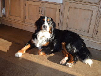 Bentley at Ten Months