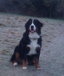 Bentley at Ten Months