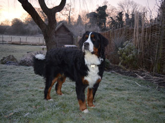 Bentley at Ten Months