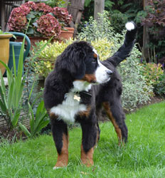 Bentley at Five Months Old