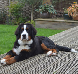 Bentley at Six Months