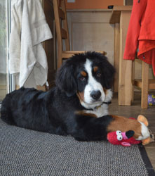 Bentley at Six Months