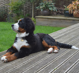 Bentley at Six Months