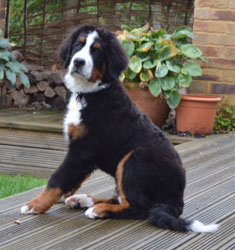 Bentley at Five Months Old
