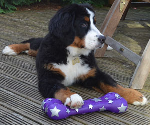 Bentley at Four Months Old