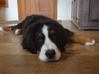 Bentley at Five Months Old