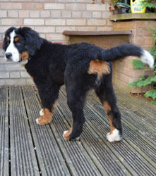 Bentley at Four Months Old