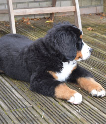 Bentley at Four Months Old