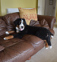 Bentley at Five Months Old