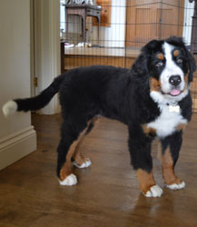 Bentley at Four Months Old