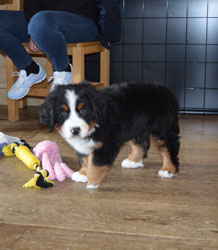 Bentley at Two Months Old