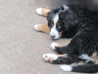 Finley at Four Months Old