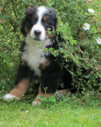 Finley at Three Months Old