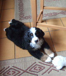 Finley at Two Months Old
