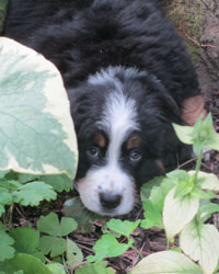 Finley at Three Months Old