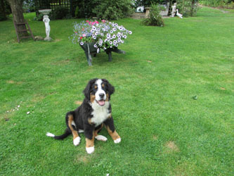 Finley at Four Months Old