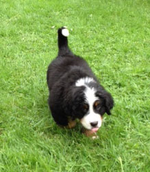 Finley at Two Months Old