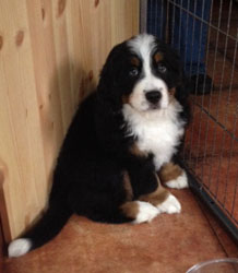 Finley at Two Months Old