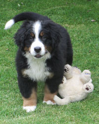 Finley at Three Months Old