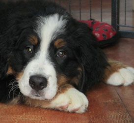 Finley at Three Months Old