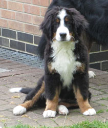 Finley at Five Months Old