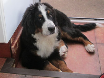 Finley at Five Months Old