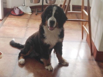 Finley at Five Months Old