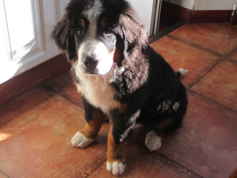 Finley at Five Months Old